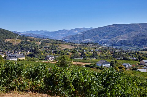 Old vines in vineyard of Valdesil above the valley of the Ro Sil Vilamartn de Valdeorras Galicia Spain Valdeorras