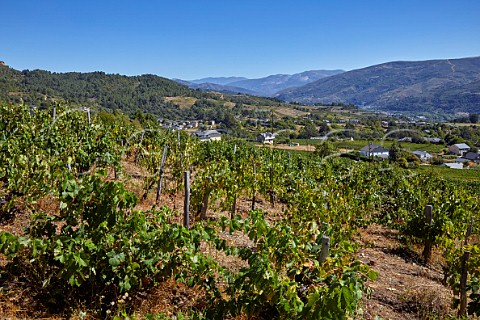Old vines in vineyard of Valdesil above the valley of the Ro Sil Vilamartn de Valdeorras Galicia Spain Valdeorras