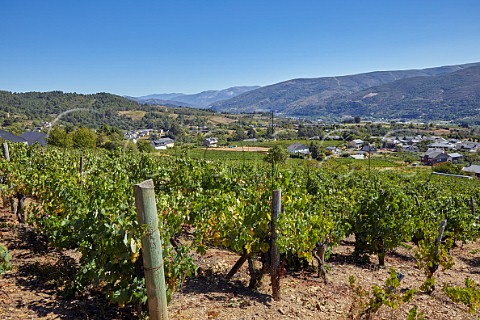 Vineyard of Valdesil above the valley of the Ro Sil Vilamartn de Valdeorras Galicia Spain Valdeorras