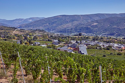 Vineyard of Valdesil above the valley of the Ro Sil Vilamartn de Valdeorras Galicia Spain Valdeorras