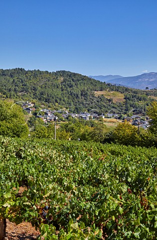 Menca vineyard of Valdesil above the valley of the Ro Sil Vilamartn de Valdeorras Galicia Spain Valdeorras