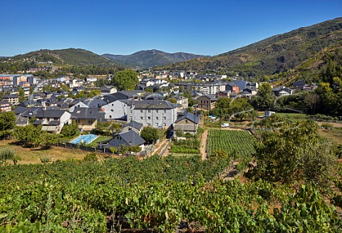 Vineyards around town of O Barco Galicia Spain  Valdeorras