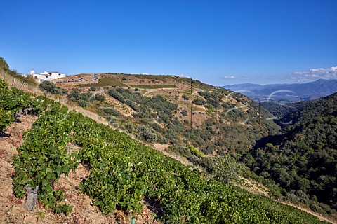 Winery and vineyards of Descendientes de J Palacios  Corulln Castilla y Len Spain  Bierzo