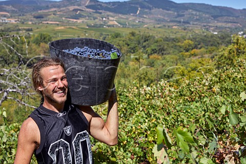 Harvesting Menca grapes in vineyard of BYVA Villadecanes Castilla y Len Spain  Bierzo