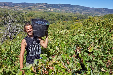 Harvesting Menca grapes in vineyard of BYVA Villadecanes Castilla y Len Spain  Bierzo