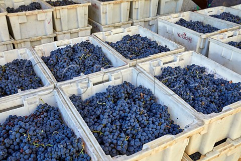 Crates of Menca grapes arrive at the winery of Pittacum Arganza Castilla y Len Spain  Bierzo