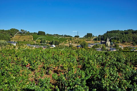 Vineyards of Pittacum around the village of Arganza old Menca vines in foreground Castilla y Len Spain  Bierzo