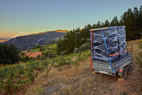 Grape crates arrive at dawn ready for the harvest in vineyard of Mengoba at Espanillo high in the hills north of Arganza  Castilla y Len Spain  Bierzo
