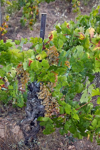 100year old Palomino Fino vine in vineyard of Mengoba at Espanillo high in the hills north of Arganza  Castilla y Len Spain  Bierzo