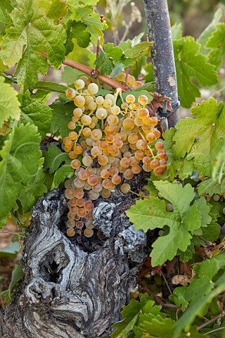 100year old Palomino Fino vine in vineyard of Mengoba at Espanillo high in the hills north of Arganza  Castilla y Len Spain  Bierzo