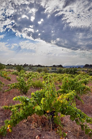 Old vines in vineyard of Almaroja Fermoselle Castilla y Len Spain Arribes