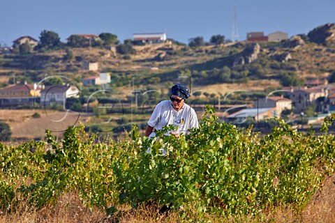 Charlotte Allen examining her old vines in vineyard of Almaroja Fermoselle Castilla y Len Spain Arribes