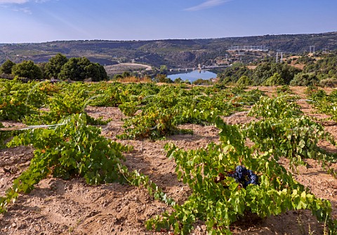 Old bush vines in vineyard of Almaroja above the Ro Duero and dam at Villalcampo Castilla y Len Spain Arribes