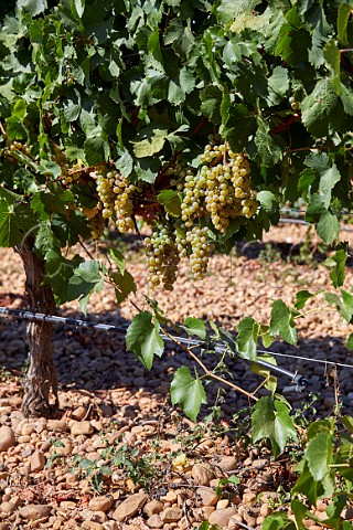 Verdejo vineyard of Grupo Valdecuevas on stoney soil at La Pardina Rueda Castilla y Len Spain  Rueda