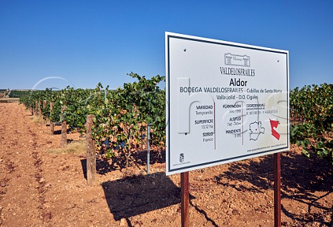 Tempranillo vineyard of Bodega Valdelosfrailes Cubillas de Santa Maria Castilla y Len Spain Cigales