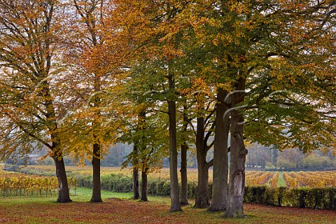Greyfriars Vineyard and Beech Trees  Puttenham Surrey England