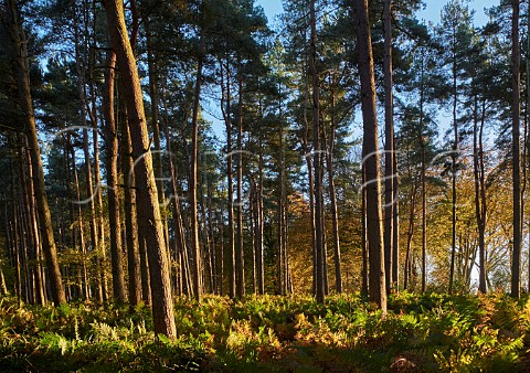 Pine trees and bracken on Leith Hill  Coldharbour Surrey England