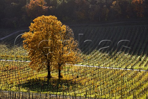 Autumnal trees in vineyard of Denbies Estate Dorking Surrey England