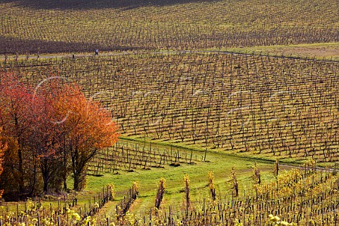 Autumn in vineyard of Denbies Estate with dog walkers on the footpath Dorking Surrey England