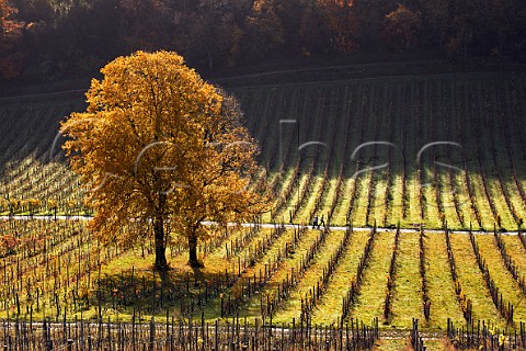 Autumnal trees in vineyard of Denbies Estate with dog walkers on the footpath Dorking Surrey England