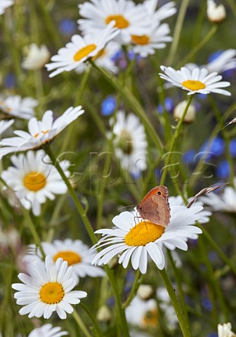 Meadow Brown butterfly on Oxeye Daisy flower West Molesey Surrey England