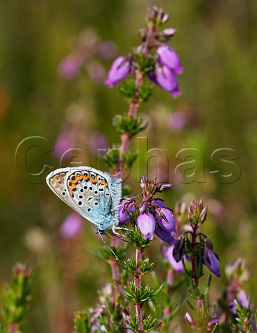 Silverstudded Blue male nectaring on Bell Heather Fairmile Common Esher Surrey England