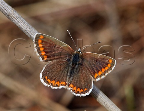 Brown Argus butterfly Hurst Meadows East Molesey Surrey England