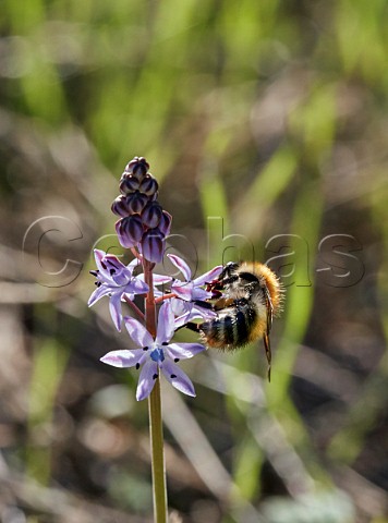 Bumblebee on Autumn Squill at its only recorded location in Surrey Hurst Park East Molesey England
