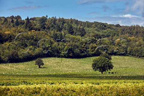 Denbies Vineyards on the North Downs Dorking Surrey England