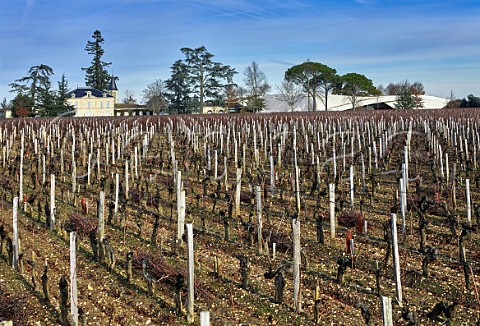 Pruned Cabernet Franc vineyard at Chteau Cheval Blanc with its new chai beyond Saintmilion Gironde France Stmilion  Bordeaux