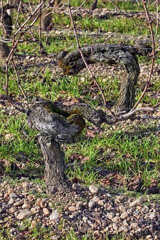 Old vines in winter in the gravel soil of Chteau Lafleur Pomerol Gironde France  Pomerol  Bordeaux