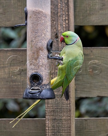 Ringnecked Parakeet on a bird feeder  West Molesey Surrey England