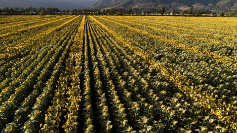 Field of sunflowers Cachapoal Valley Chile