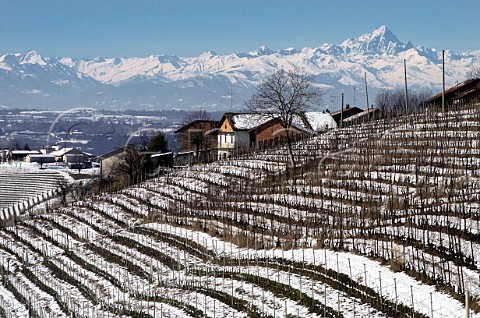 Vineyard of Rva in the snow with the Cottian Alps in distance the highest peak is Monviso also known as Monte Viso Monforte dAlba Piemonte Italy  Barolo