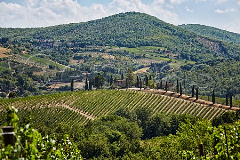 Vineyard of Castello di Volpaia Radda in Chianti Tuscany Italy Chianti Classico