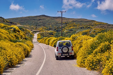 Broom in flower by the road and on the hills Mirsini Tinos Greece