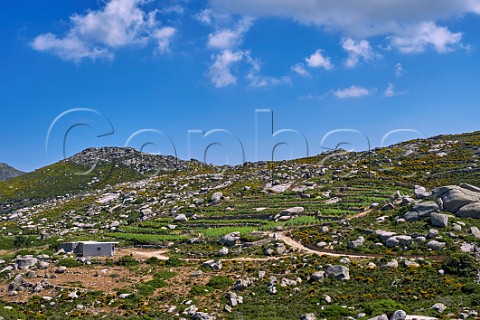 Tasting room in the vineyards of Volacus Wine with the granite boulders of the Volax Plateau Falatados Tinos Greece