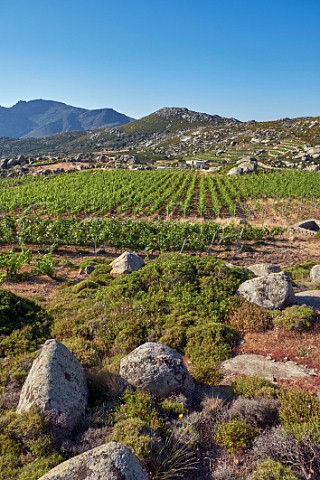 Vineyards of Volacus Wine on the Volax Plateau  Falatados Tinos Greece
