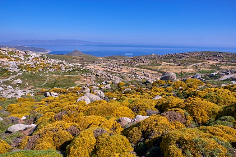 Gorse flowering amidst the granite boulders of the Volax Plateau Tinos Greece