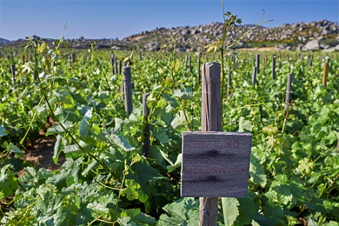 Assyrtiko vines in Clos Stegasta vineyard of TOinos Falatados Tinos Greece