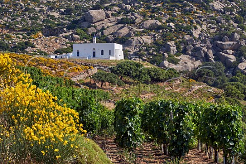 Mavrotragano vines in Rasonas vineyard of TOinos below the Volax Plateau  Falatados Tinos Greece