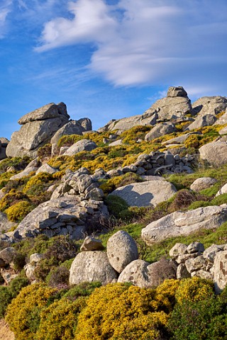 Gorse flowering amongst the granite boulders on the Volax Plateau  Tinos Greece