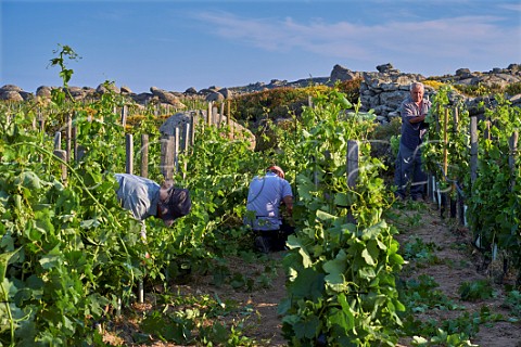 Removing excess shoots and tying up Assyrtiko vines in the Clos Stegasta vineyard of TOinos on the Volax Plateau  Falatados Tinos Greece