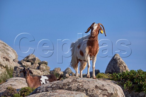 Wild goats on the Volax Plateau Tinos Greece