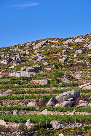 Terraced vineyard of Volacus Wine with the granite boulders of the Volax Plateau Falatados Tinos Greece