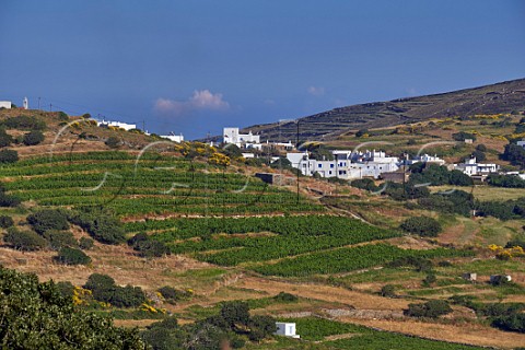 Agios Dimitrios vineyard of TOinos Falatados Tinos Greece