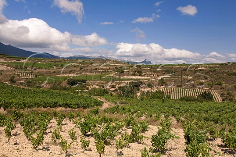 Tempranillo vines of MacRobert  Canals on limestone soil The grapes are used for their singlevineyard Barranco del San Gins Laguardia Alava Spain Rioja Alavesa