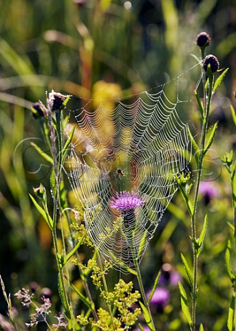 Spider in its dewcovered web spun between Knapweed flower stalks  Hurst Meadows East Molesey Surrey UK