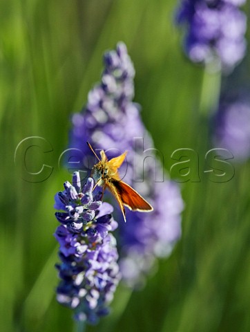 Essex Skipper on lavender flowers