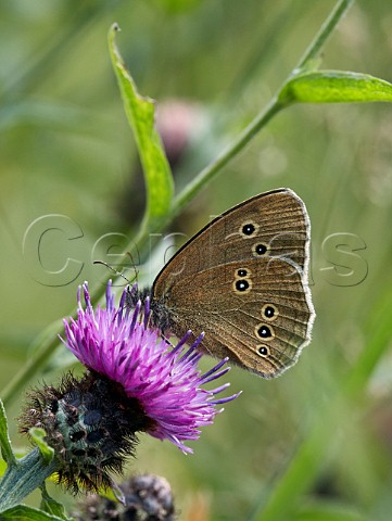 Ringlet butterfly nectaring on Knapweed flower Hurst Meadows East Molesey Surrey UK